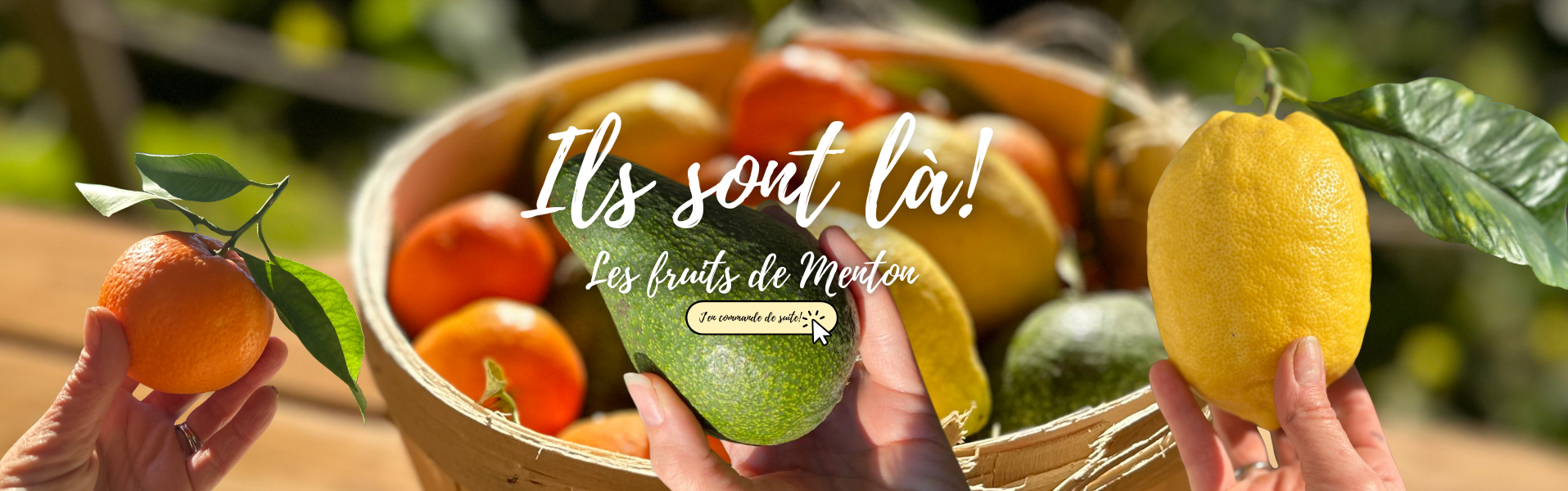 Sirop de Citron de Menton IGP